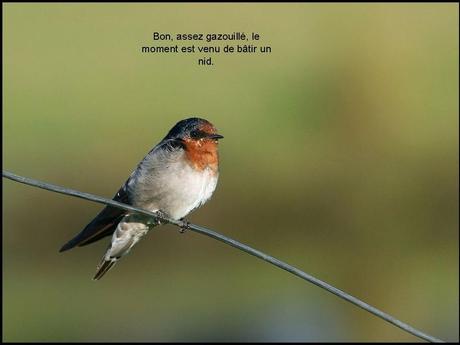 Divers - L'hirondelle