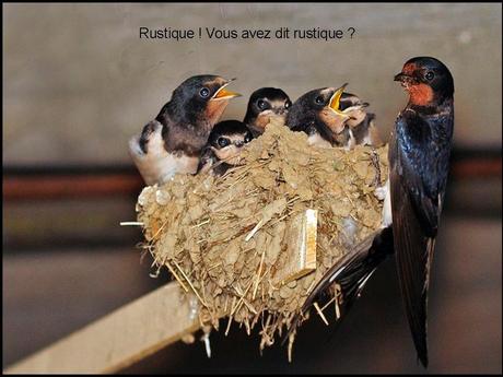 Divers - L'hirondelle