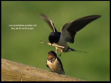 Divers - L'hirondelle