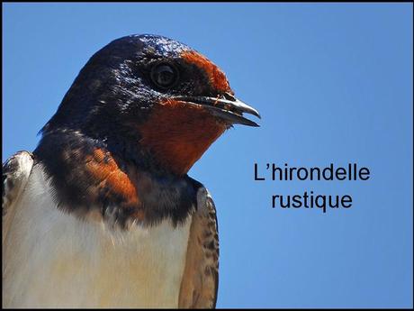 Divers - L'hirondelle