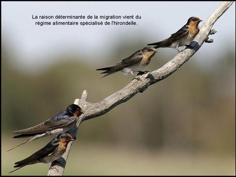 Divers - L'hirondelle