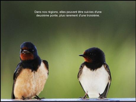 Divers - L'hirondelle