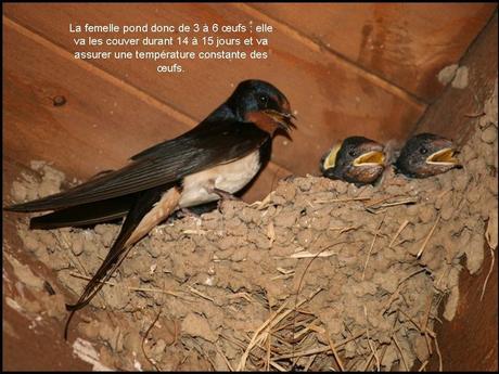 Divers - L'hirondelle