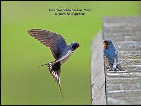 Divers - L'hirondelle