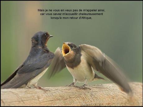 Divers - L'hirondelle