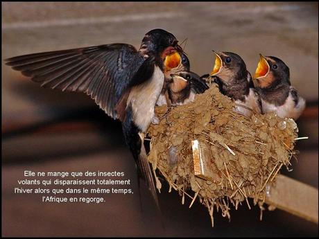 Divers - L'hirondelle