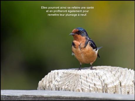 Divers - L'hirondelle