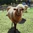 Moly, un des mouton de race Solognote du Parc Le Puy du Fou