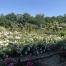 Le Puy du Fou abrite 5000 pieds de rosiers de 95 espèces différentes.