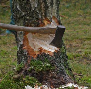 Comment abattre un arbre