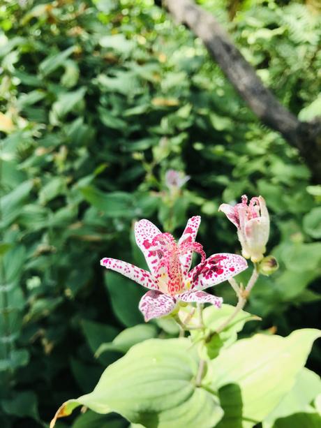 (Découvertes) A l’Arboretum de Chèvreloup, l’appel des arbres