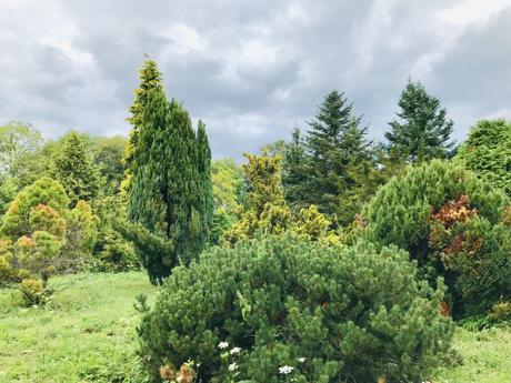 (Découvertes) A l’Arboretum de Chèvreloup, l’appel des arbres
