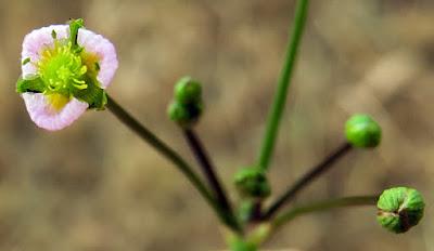 Plantain d'eau lancéolé (Alisma lanceolatum)