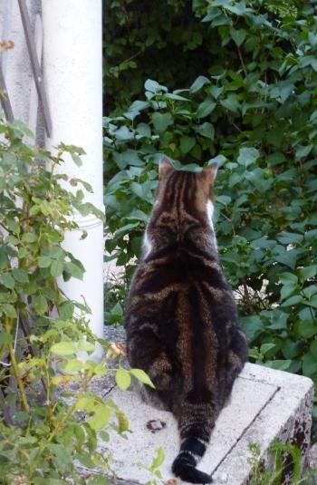 carnet photo,petits riens,quotidien,lune,cheval,lézard,chat,verre de porto,malvasia,porto blanc,blog littéraire de christian cottet-emard,images,christian cottet-emard,au fil des jours,contemplation,regard,habiter,instants,moments à poèmes