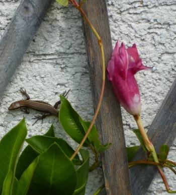 carnet photo,petits riens,quotidien,lune,cheval,lézard,chat,verre de porto,malvasia,porto blanc,blog littéraire de christian cottet-emard,images,christian cottet-emard,au fil des jours,contemplation,regard,habiter,instants,moments à poèmes