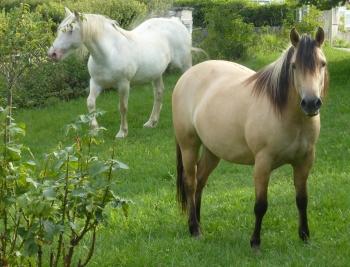 carnet photo,petits riens,quotidien,lune,cheval,lézard,chat,verre de porto,malvasia,porto blanc,blog littéraire de christian cottet-emard,images,christian cottet-emard,au fil des jours,contemplation,regard,habiter,instants,moments à poèmes
