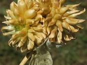 vignes (Allium vineale)