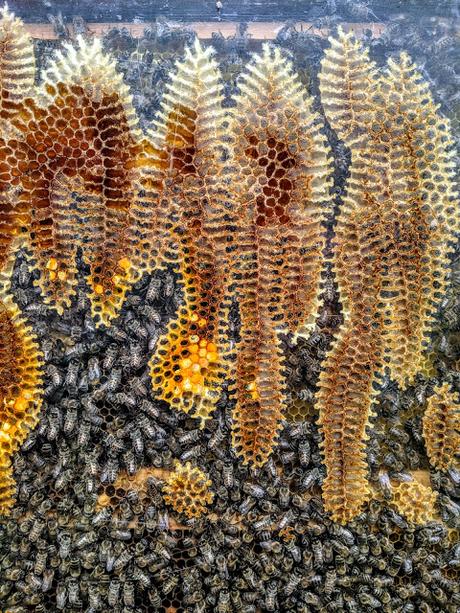 Bienenschaukasten im Kurpark Mittenwald