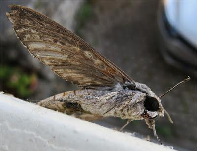 Sphinx du liseron (Agrius convolvuli) Sphinx du liseron (Agrius convolvuli)