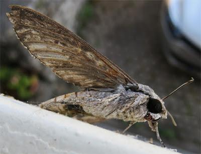 Sphinx du liseron (Agrius convolvuli)