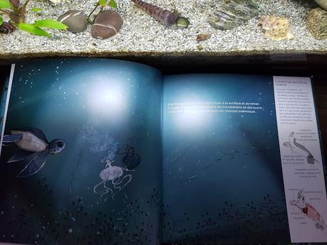 Ondine et Marin - La petite tortue marine - Editions Mémoires d'océans