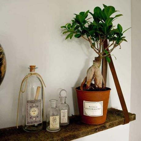 chambre thème harry potter plante racine de mandragore