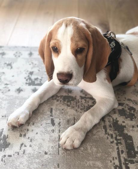 Depuis que j’ai un chien… + Concours ! avis accessoire design chien beagle chiot harnais julius k9