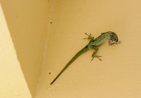 Evasion en Martinique…