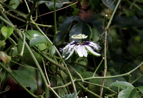 Evasion en Martinique…
