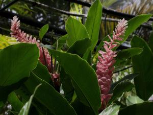 Evasion en Martinique…