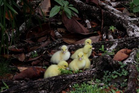 Evasion en Martinique…