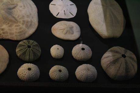 Evasion en Martinique…