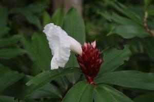 Evasion en Martinique…