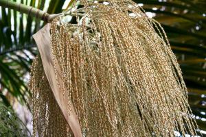 Evasion en Martinique…