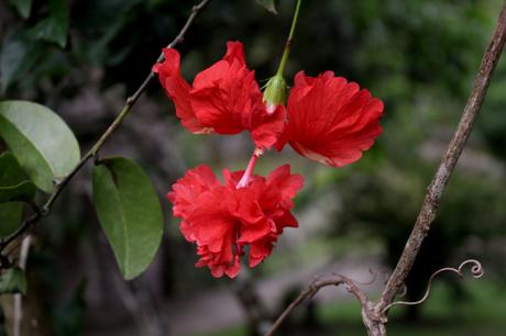 Evasion en Martinique…