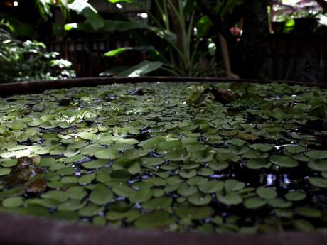 Evasion en Martinique…