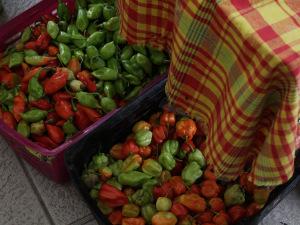 Evasion en Martinique…