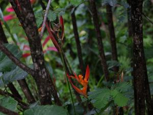 Evasion en Martinique…