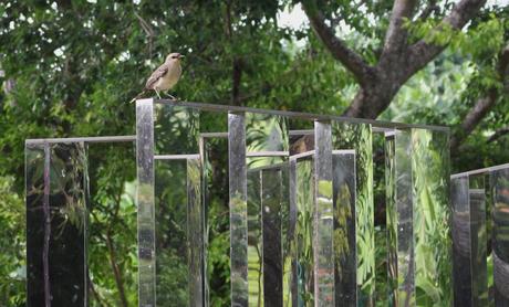 Evasion en Martinique…