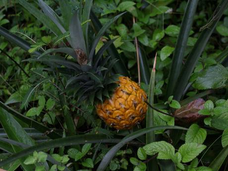 Evasion en Martinique…