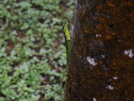 Evasion en Martinique…