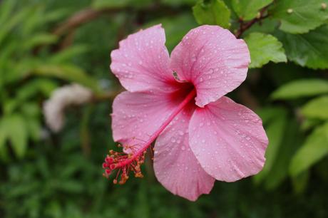 Evasion en Martinique…