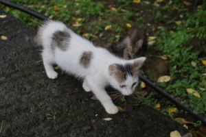 Evasion en Martinique…