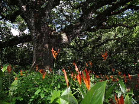 Evasion en Martinique…