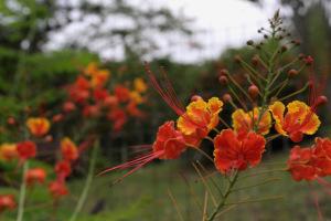 Evasion en Martinique…