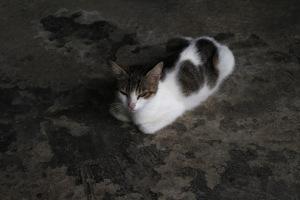 Evasion en Martinique…