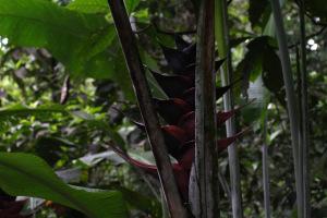 Evasion en Martinique…