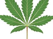 Bière artisanale entreprise canadienne boissons alcoolisées espère lancer bière base cannabis Irlande Malt