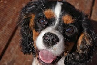 Cavalier King Charles (chien de chasse 2)