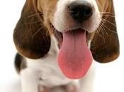 Beagle (chien chasse